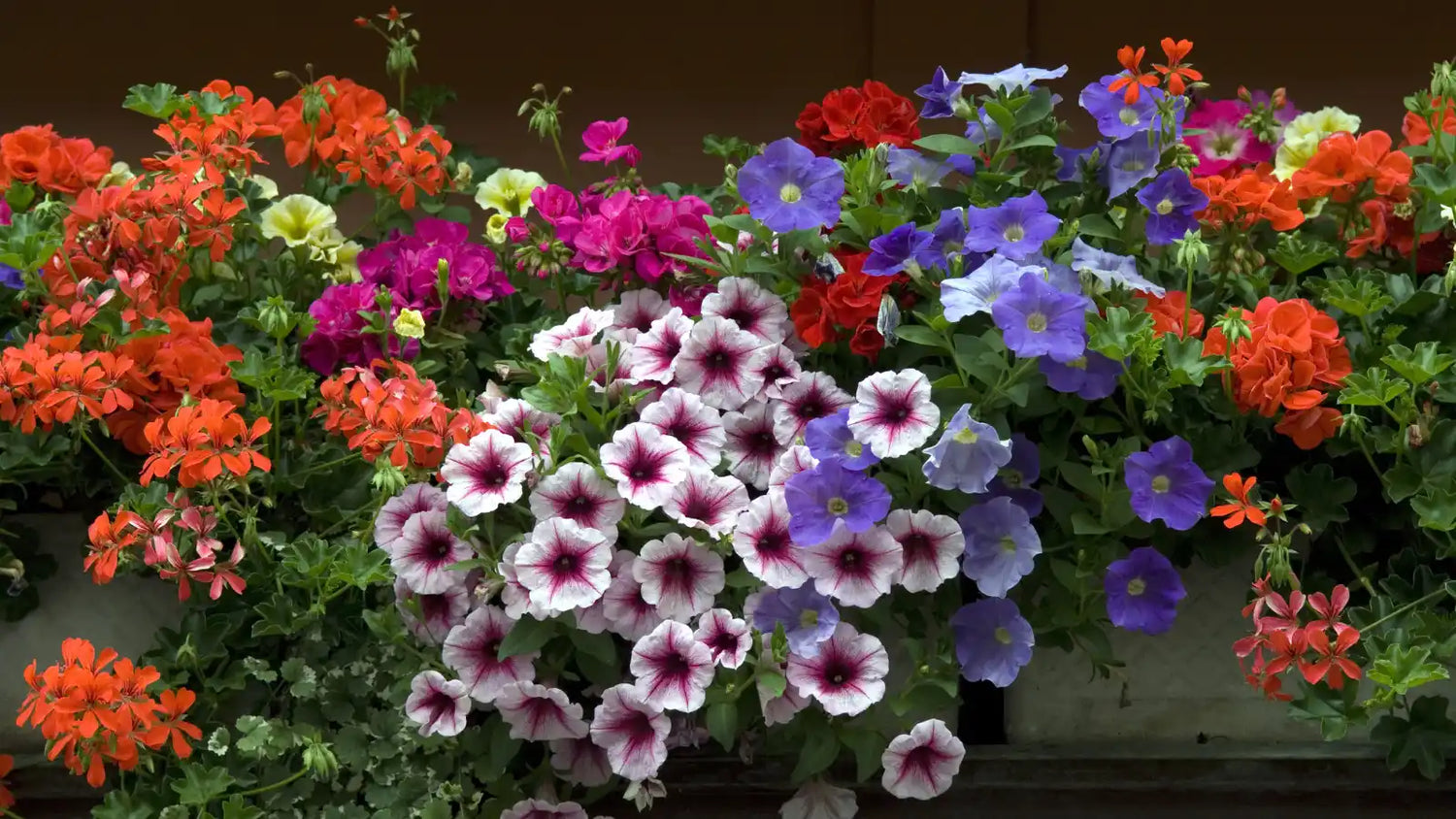 zu den Düngern für Balkon- und Kübelpflanzen