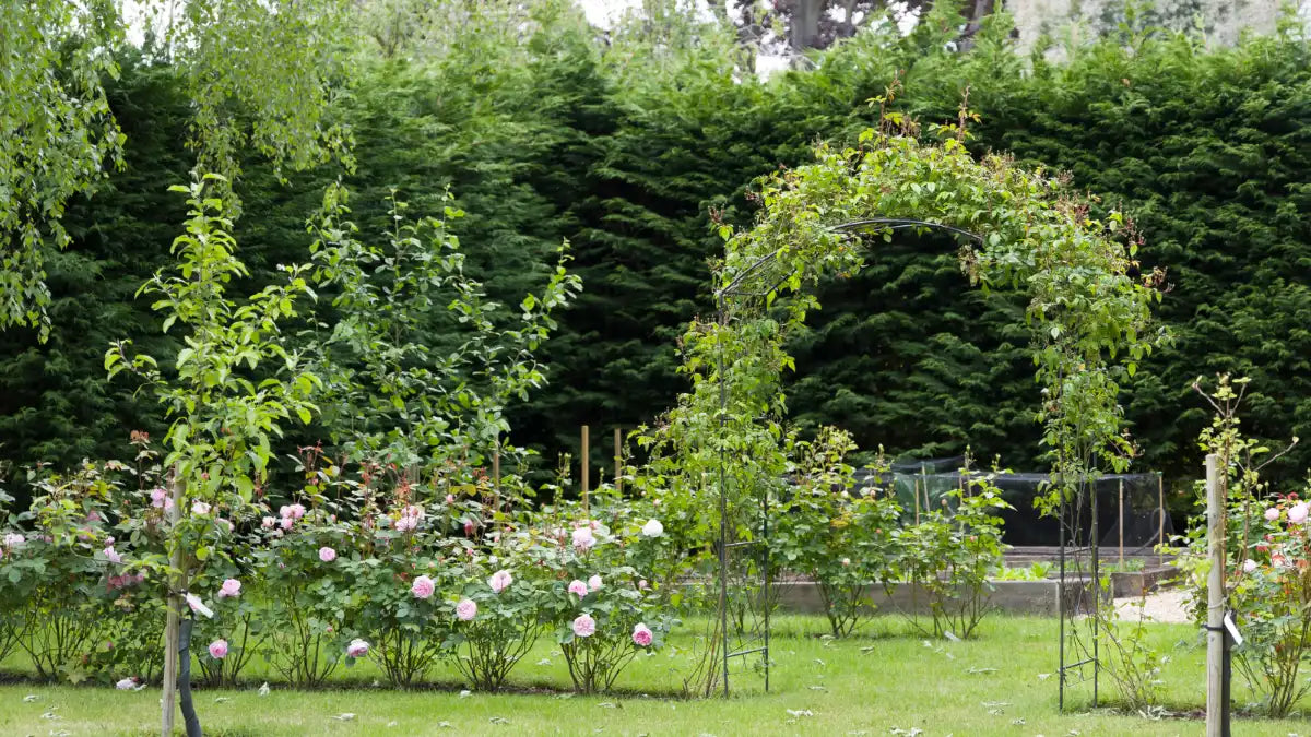 zum Dünger für Hecken und Rosen
