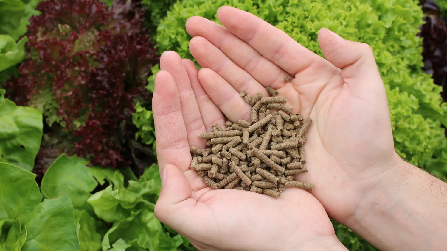 zu den Schafwollpellets