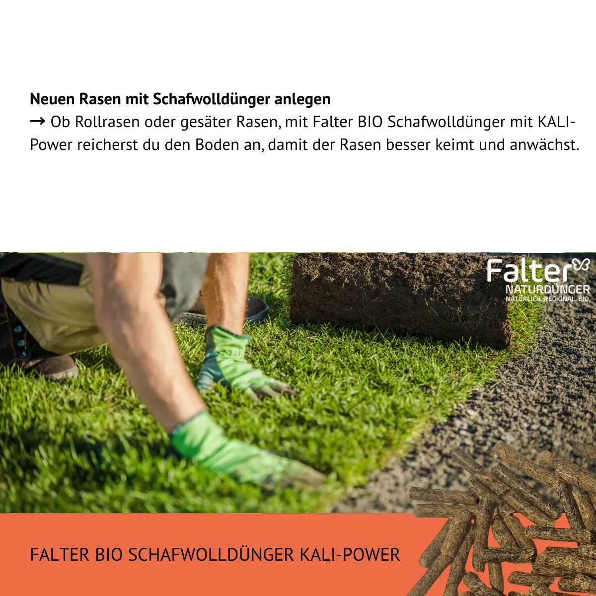 Neuen Rasen mit Schafwolldünger anlegen
→ Ob Rollrasen oder gesäter Rasen, mit Falter BIO Schafwolldünger mit KALI-Power reicherst du den Boden an, damit der Rasen besser keimt und anwächst.