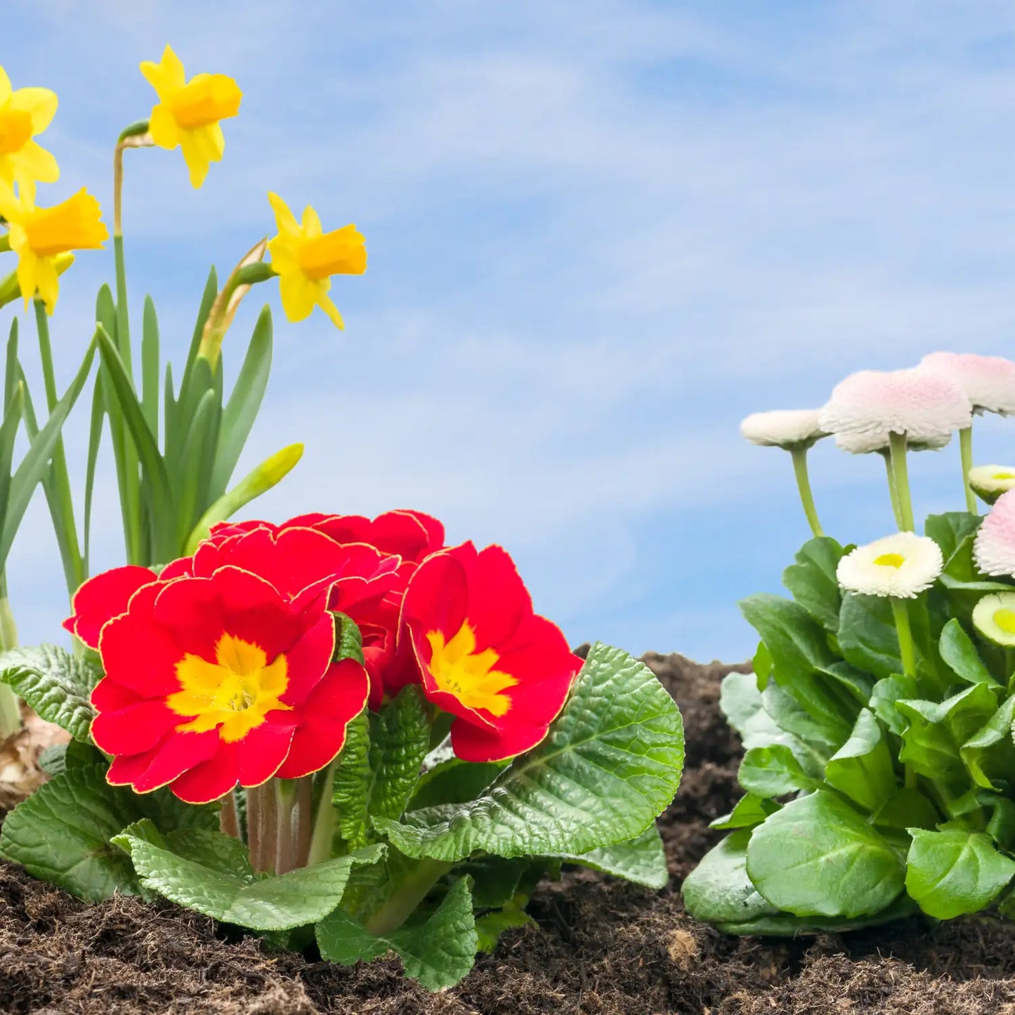 Bioerde für Blumen