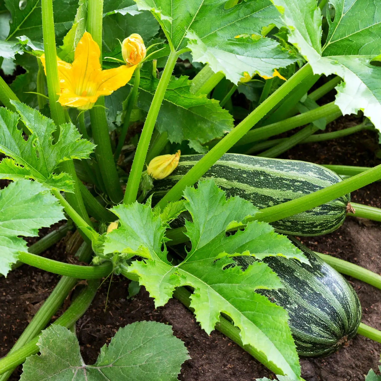Zucchini