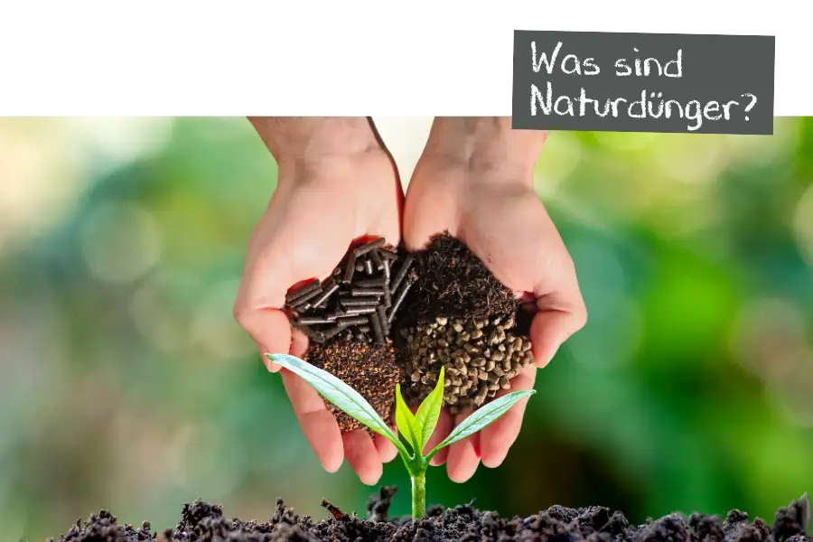 Junge Pflanze in der Erde, darüber Hände mit 4 verschiedenen Naturdüngern von Falter