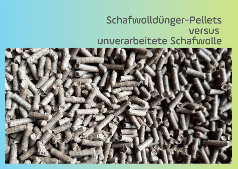 Schafwolldünger-Pellets versus unverarbeitete Schafwolle