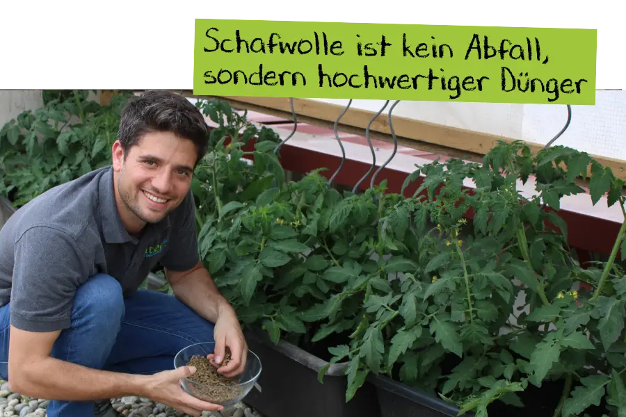Schafwolle ist kein Abfall sondern hochwertiger Dünger