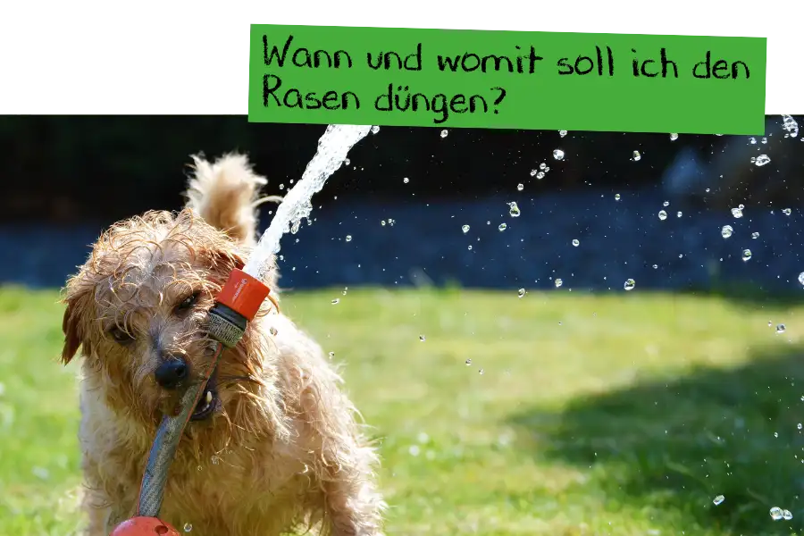 Wann soll ich den Rasen düngen