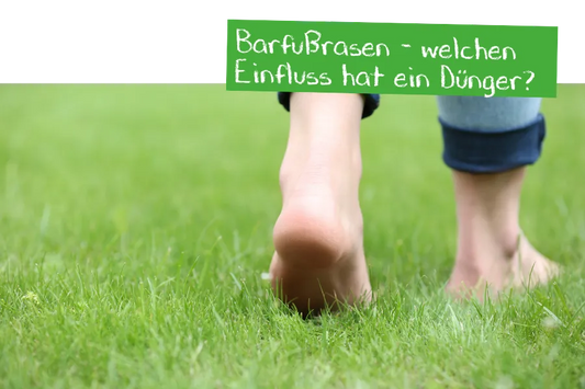Barfußrasen - welchen Einfluss hat der Dünger?