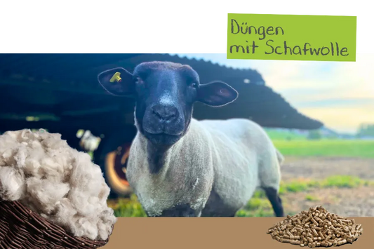 Düngen mit Schafwollpellets.