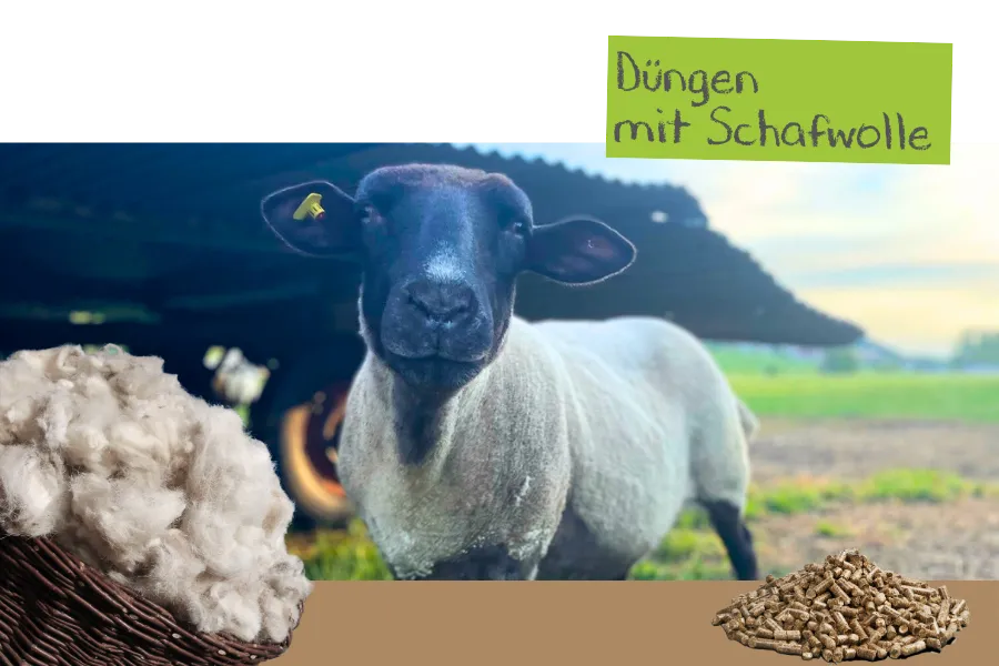 Düngen mit Schafwollpellets.