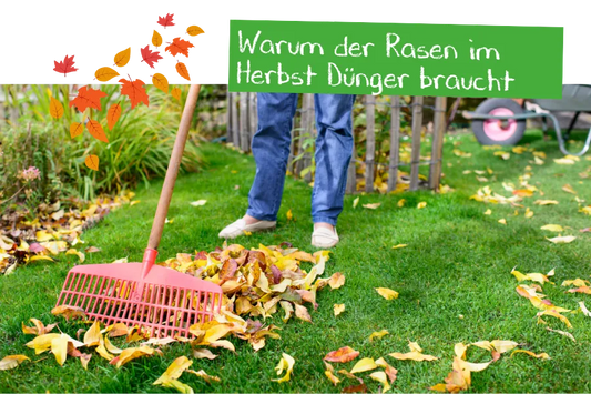 Warum der Rasen im Herbst Dünger braucht