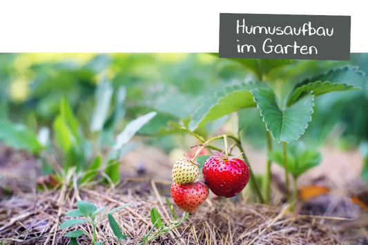 Humusaufbau im Garten