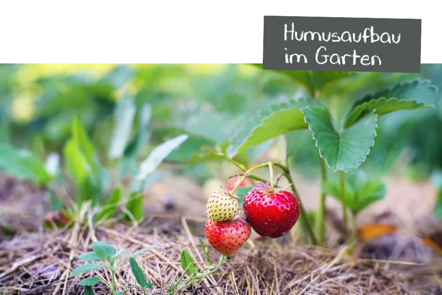 Humusaufbau im Garten