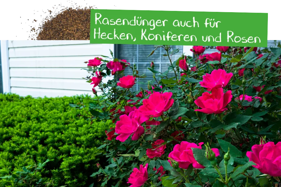 Rasenüdger auch für Hecken, Koniferen und Rosen.
