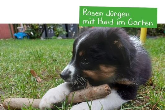 Rasen düngen mit Hund im Garten