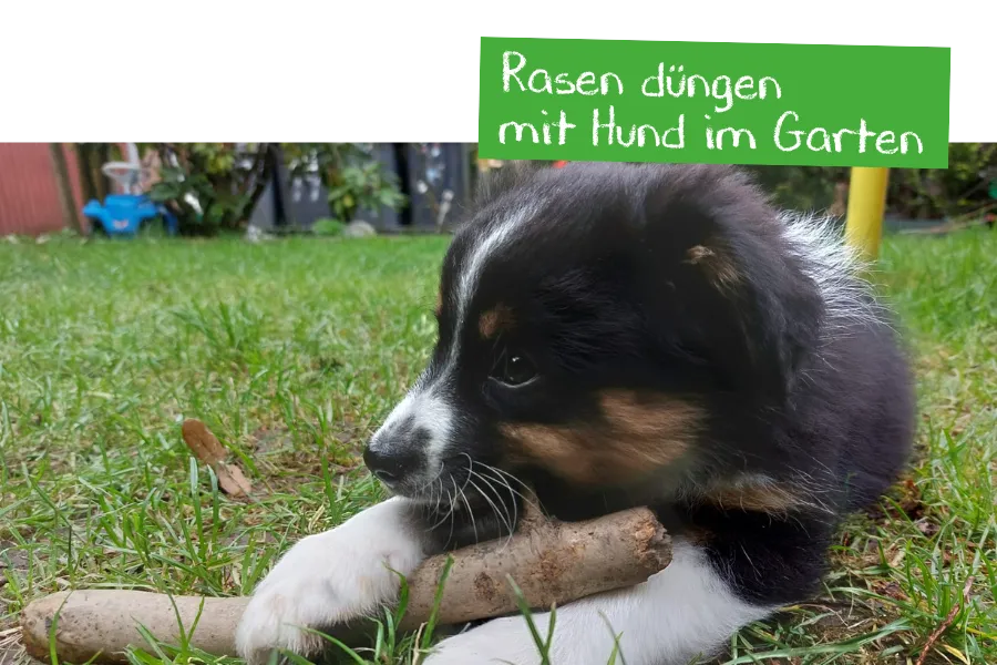 Welpe liegt im Gras und kaut auf Stöckchen. Rasen düngen mit Hund im Garten