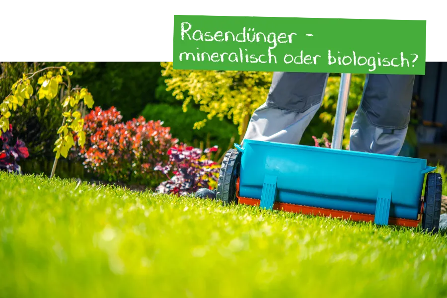 Rasendünger - mineralisch oder biologisch?