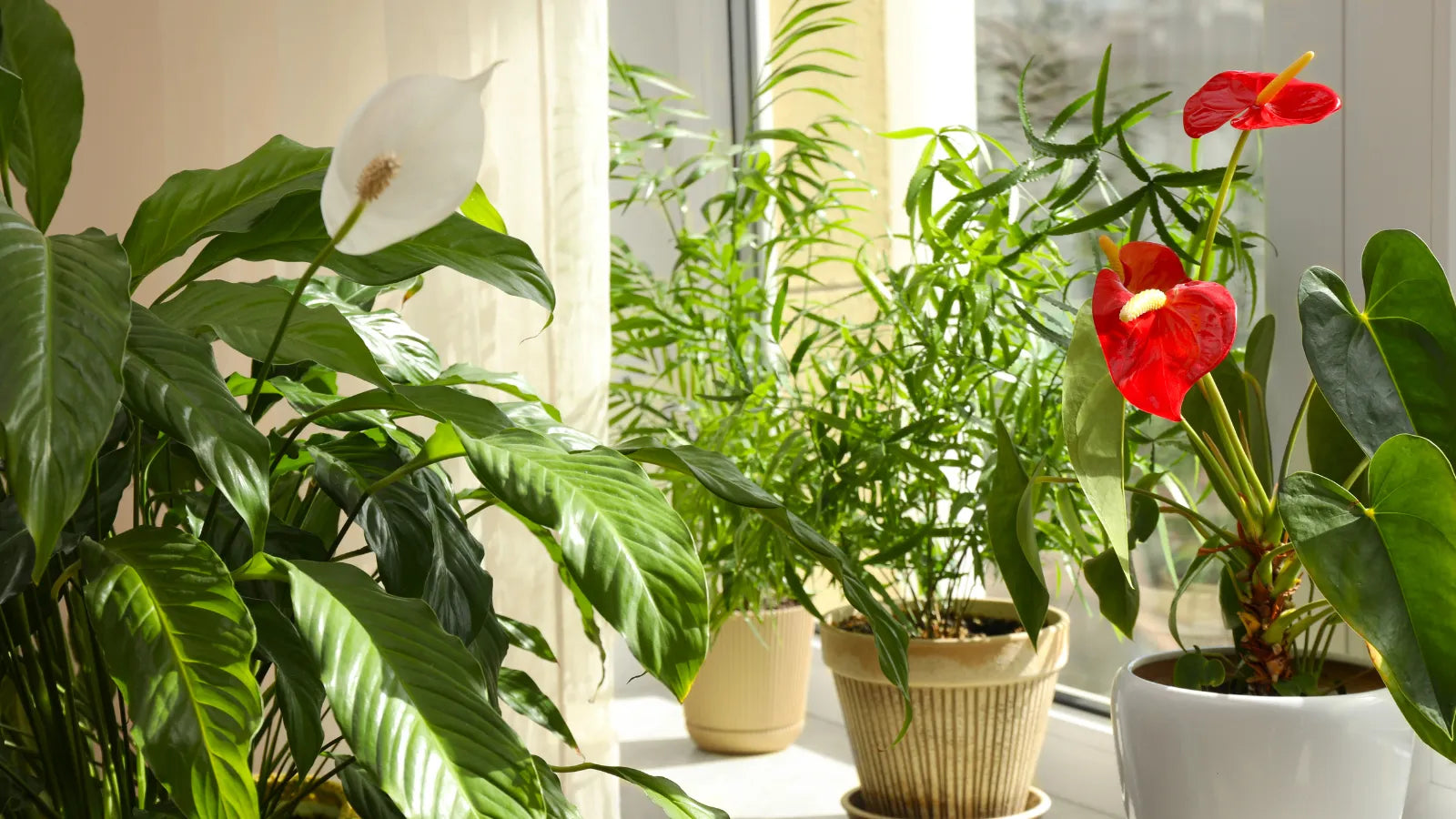 Zu den Zimmerpflanzendüngern