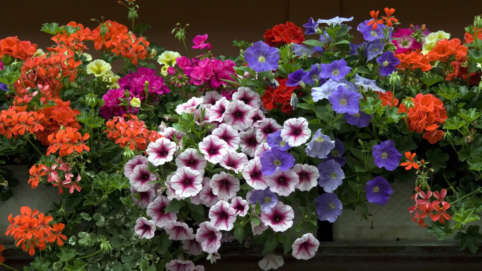 zu den Düngern für Balkon- und Kübelpflanzen