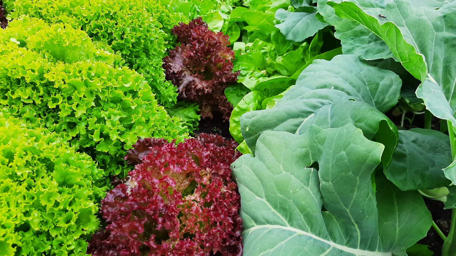 zu den Düngern für Kräuter, Obst, Gemüse