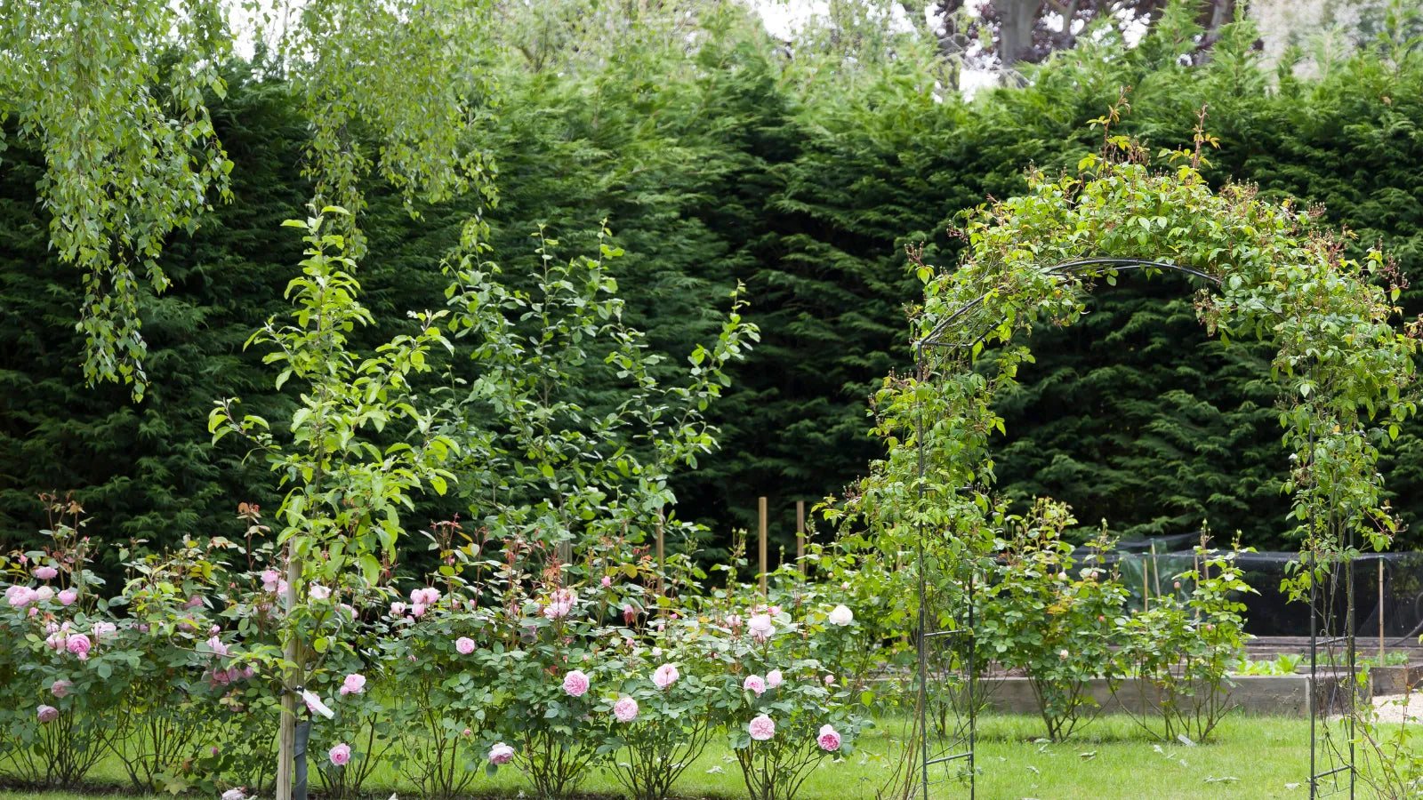 zum Dünger für Hecken und Rosen