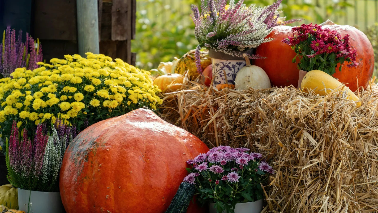 Schafwollpellets mit KALI-Power