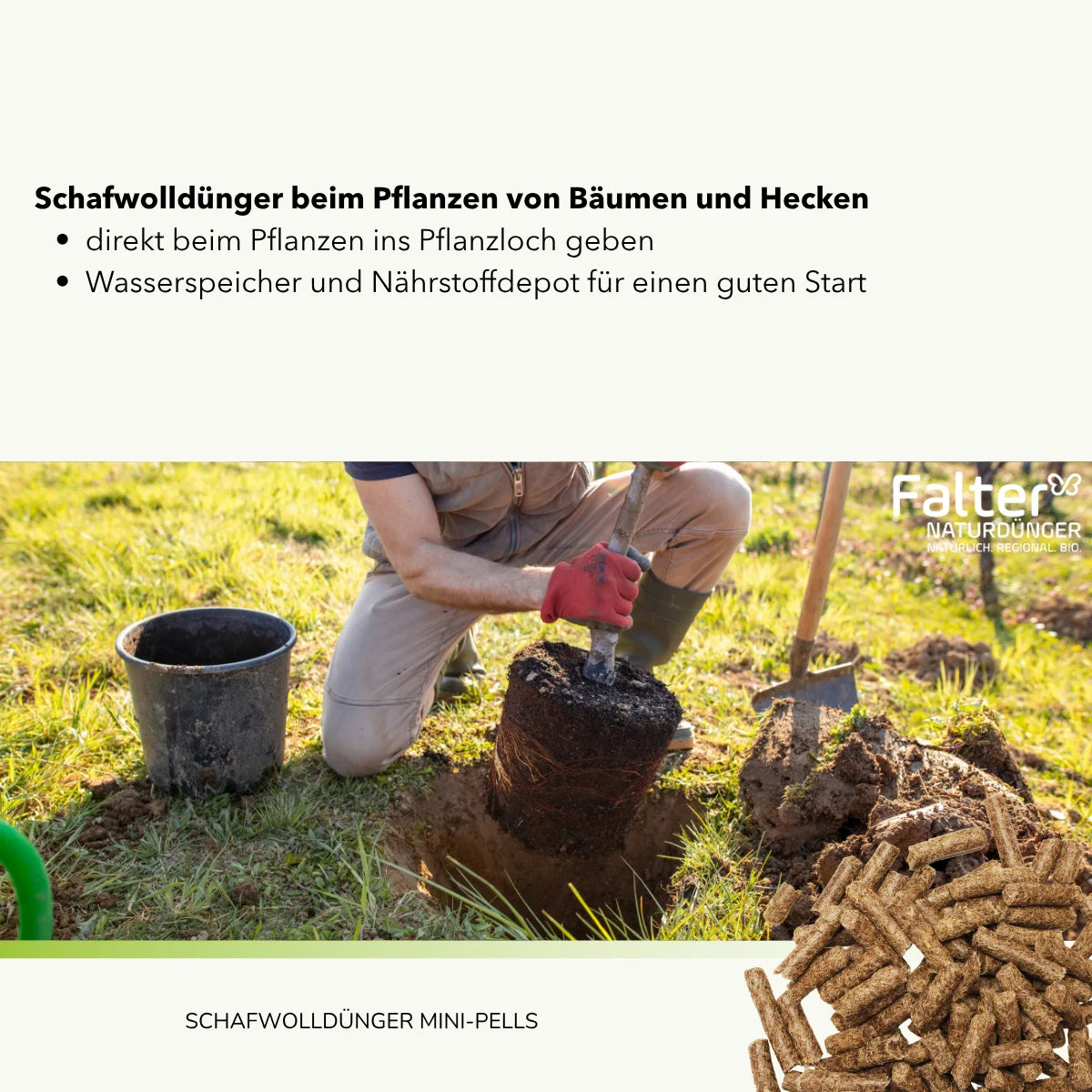 Schafwolldünger beim Pflanzen von Bäumen, Hecken und Rosen
→ direkt beim Pflanzen ins Pflanzloch geben
→ Wasserspeicher und Nährstoffdepot für einen guten Start