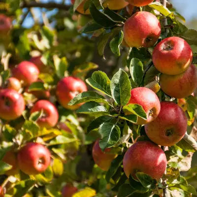Rote Äpfel am Baum