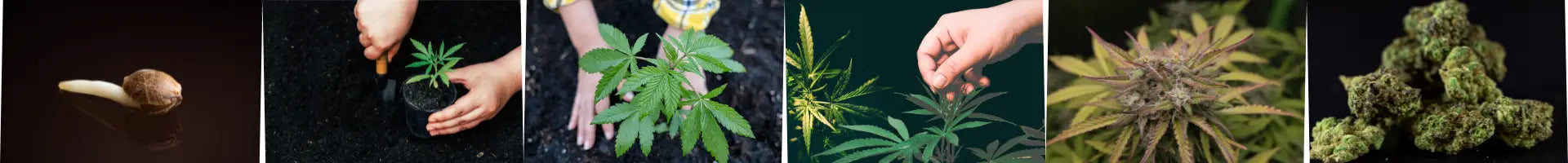Banner - Cannabis anbauen