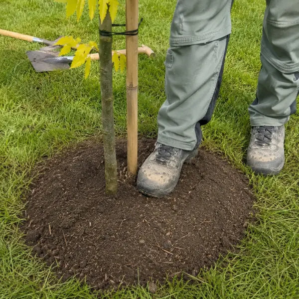 Die Erde rund um einen gepflanzten Baum wird festgetreten