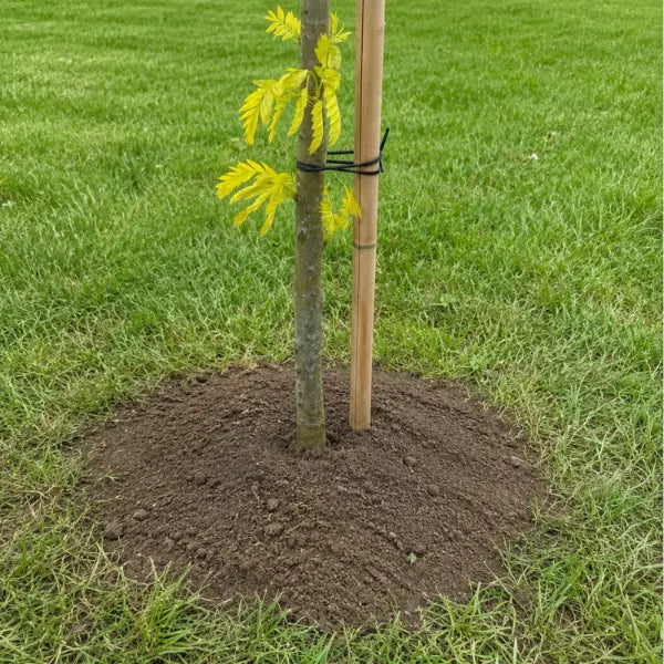 Frisch gepflanzter Baum mit Stützpfahl
