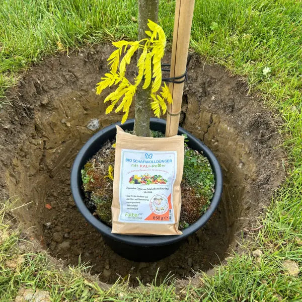 Ein Baum steht im Pflanzloch mit einer Packung Schafwolldünger mit KALI-Power