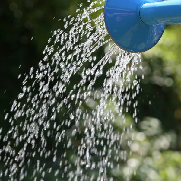 Wasser läuft aus einer Gießkanne