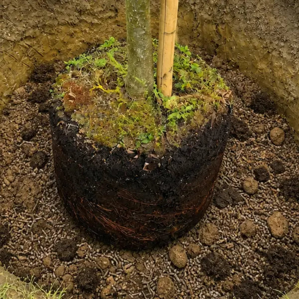 Ein Baum steht in seinem neuen Pflanzloch
