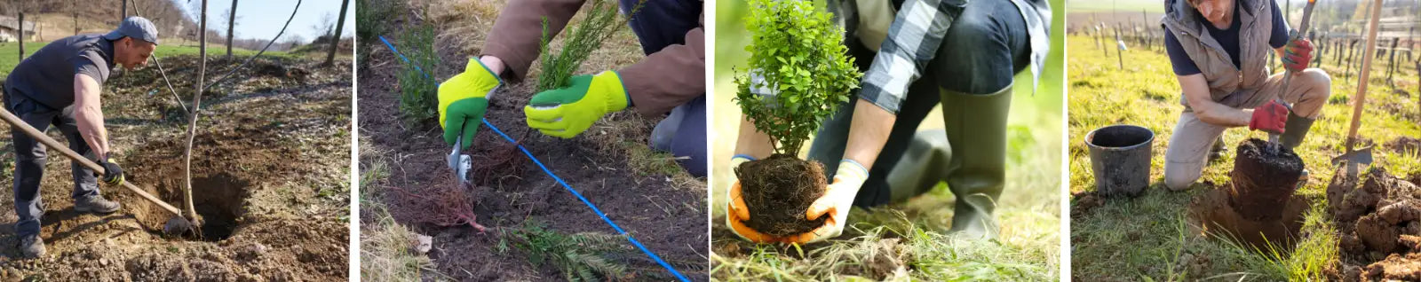 Banner - Dünger zum Bäumepflanzen, Heckenpflanzen