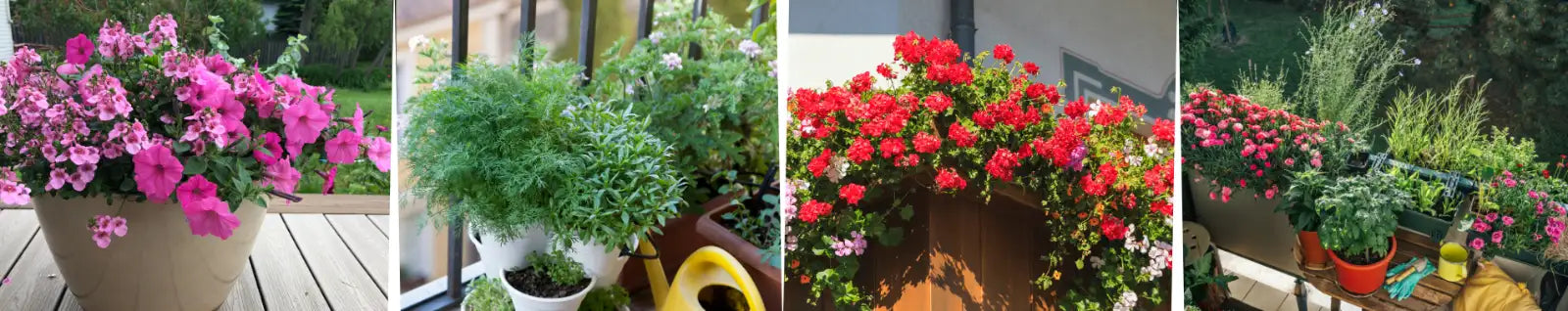 Banner - Balkon- und Kübelpflanzen