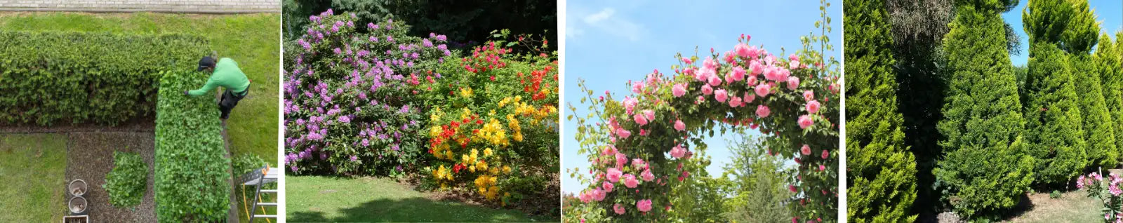 Banner - Hecken, Sträucher, Rosen, Koniferen
