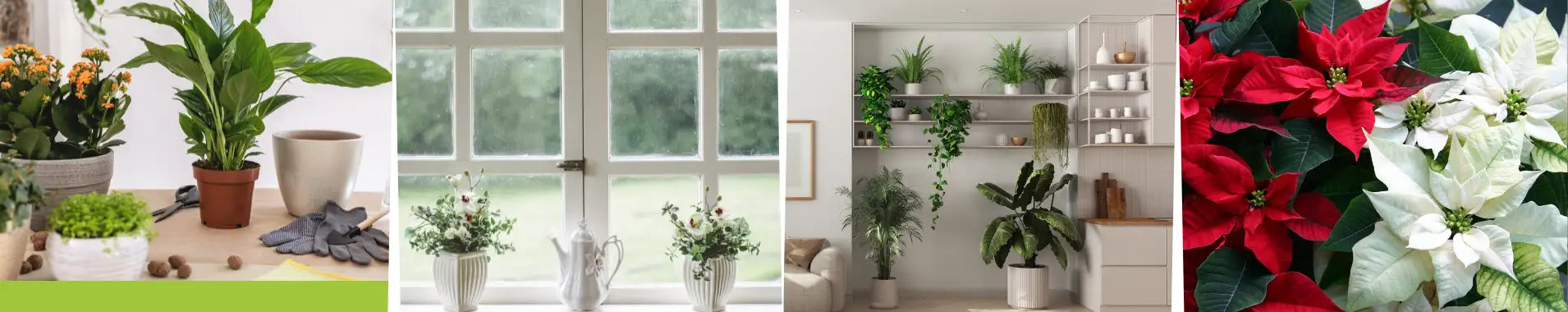 Banner - Zimmerpflanzen