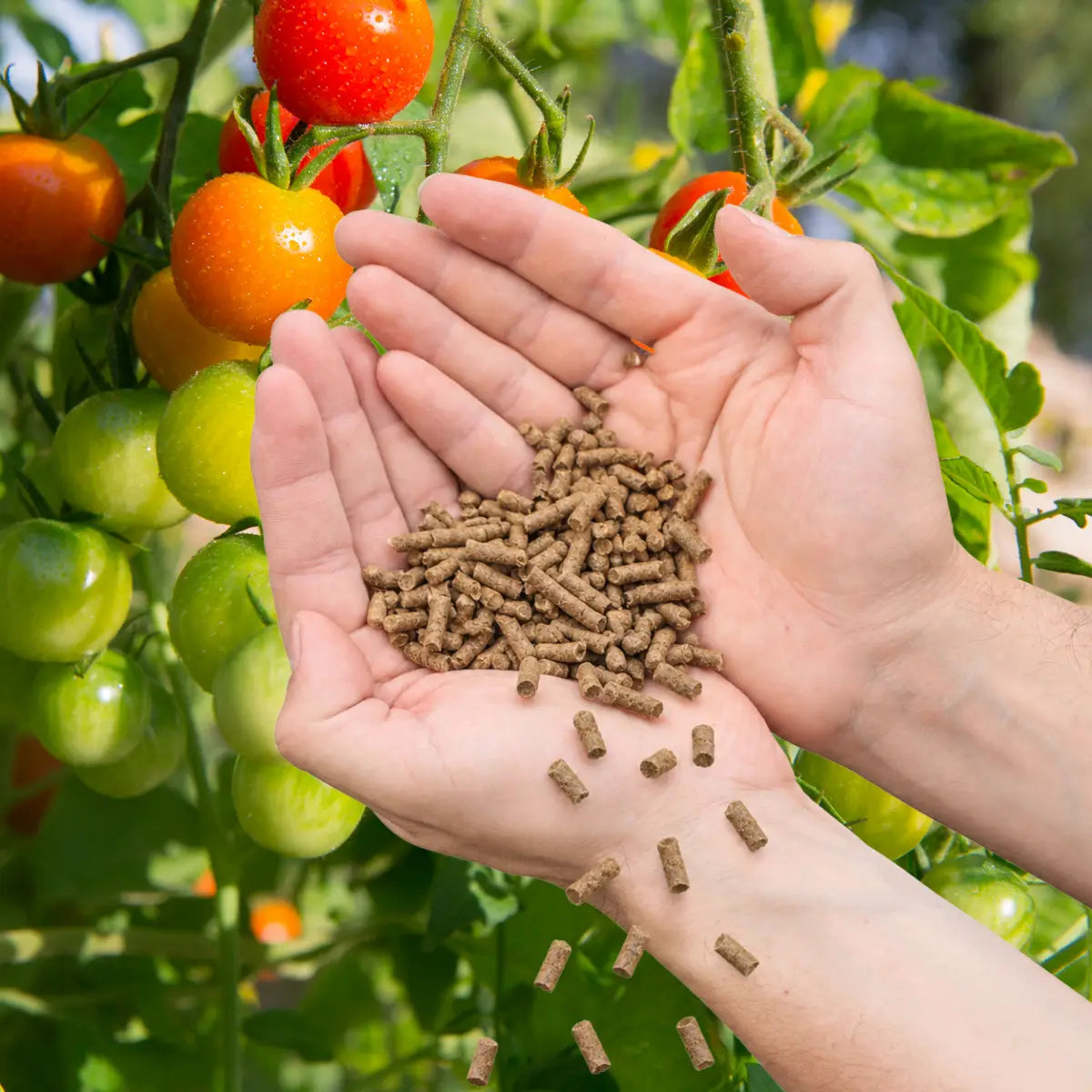 Biodünger für Tomaten mit Schafwolle - Falter Schafwolldünger mit KALI-Power