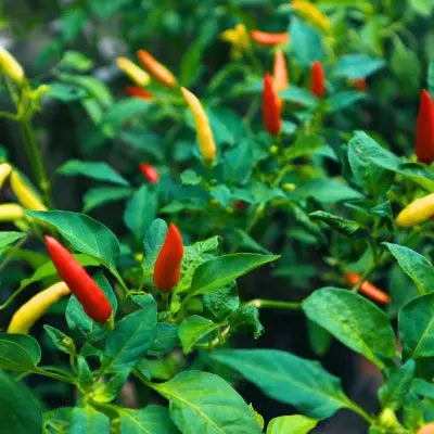 Gelbe und rote Chili an der Pflanze