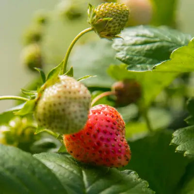 Erdbeerpflanze mit Erdbeeren in verschiedenen Reifestadien