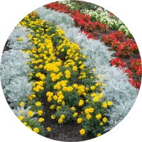 Zu den Düngern für Blumen, Balkon- und Kübelpflanzen