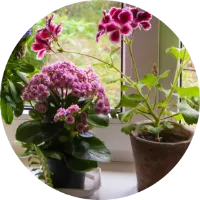 zu den Düngern für Zimmerpflanzen