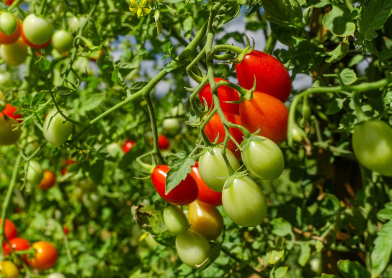 Ovale Tomaten in verschiedenen Reifestadien an einer Tomatenpflanze