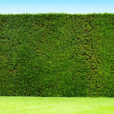 Frisch geschnittene Hecke