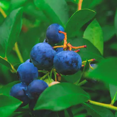 Heidenbeeren am Strauch