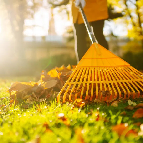 Herbstlaub wird mit einem Rechen vom Rasen entfernt