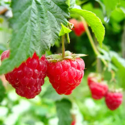 Himbeeren 