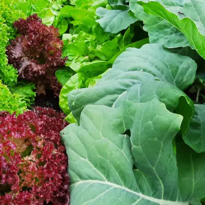 Bunte Salate und Kohl