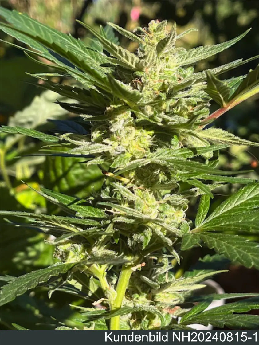 Kundenbild NH2024815-1 Cannabispflanze