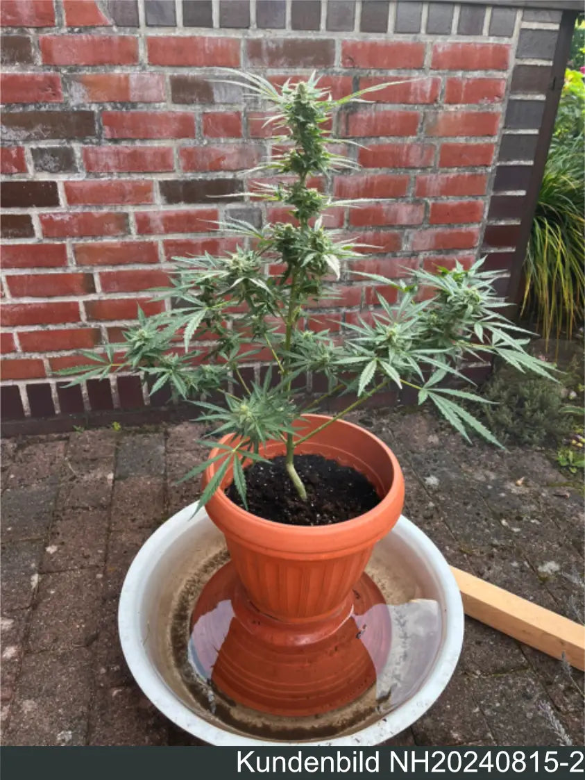 Kundenbild NH2024815-1 Hanfpflanze